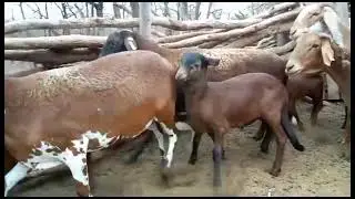 Damara sheep #farming #agriculture #damara