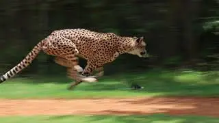 Cheetah Run with Keyara 07 07 2024   Made with Clipchamp