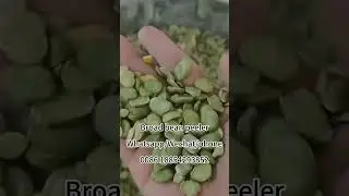 Broad bean peeler Faba bean peeling machine in Australian