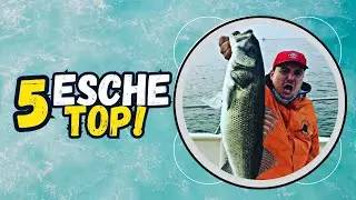 TOP 5 artificiali da spigola dal rapporto qualit&agrave;/prezzo senza eguali - Spinning alla spigola 🤩