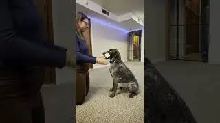 Dumbbell training for AKC competitive obedience