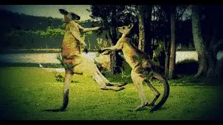 MOLLY GOLIGHTLY 'MOLLY VS MICHELLE'