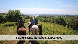 1 Hour Scenic Horseback Ride