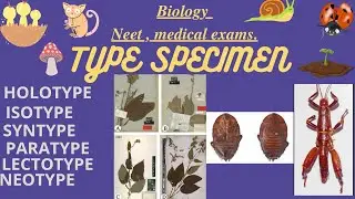 What is Type specimen in biology.