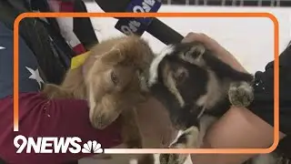 Check out an expanded petting farm at the National Western Stock Show