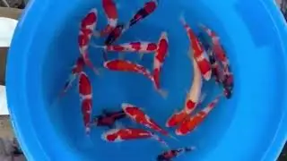 25-30 cm Jumbo Tosai From Nogami Koi Farm