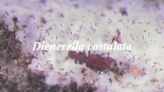 Dienerella costulata