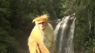Amazing wildlife encounters - Sri Lankan National Parks