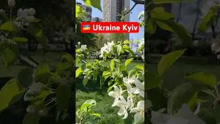 Amazing Flowers New district Ukraine Kyiv #Ukraine #Kyiv #vlog #flowers