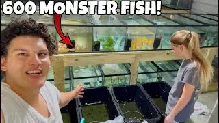 I Bought 500+ Monster Fish For My FISH ROOM!