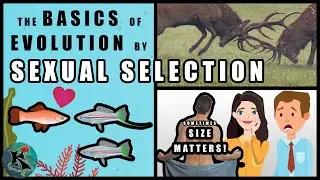 Sexual Selection - The Basics | Emphasis on Fishes | Koaw Nature