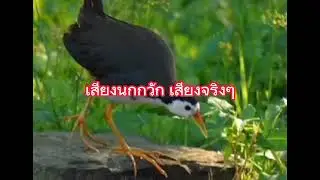 เสียงนกกวักเสียงจริงๆ30เมษายน2023
