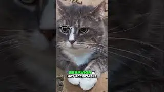 Cat Training  How to Correct Unwanted Behavior Effectively #facts