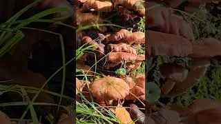 These Mushrooms Shouldn&rsquo;t Be Here 🍄🍂 #shorts