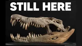 How Australia’s Crocodiles DIDN’T Go Extinct