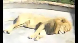 parque de las leyendas - felinario leon
