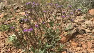 This purple wildflower acts like poison ivy