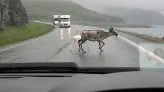 Reindeer!