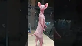 1426