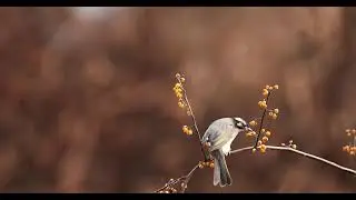 #포토뱅크  #photobank  #힐링동영상 #야생조류 #검은머리직바구리