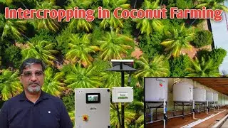 Intercropping in a coconut farm can yield significant profits | Farmagain | Grotron | Benjamin