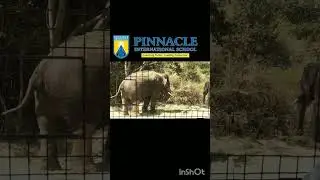 School Trip Recursion 2 | Bannerghatta Safari (Nursery - Grade 2)
