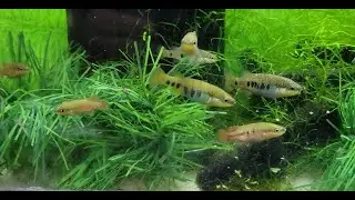 breakfast time for some characodon lateralis 