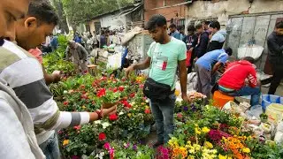 HIBISCUS ROSE MORNING GLORY FLOWER PLANT PRICE| TALAHAT GALIFF STREET PLANT HAT|Best Flowers Forever
