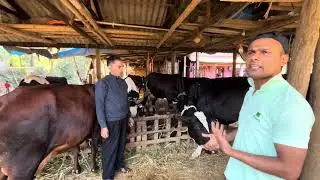 FARM VISIT of DHAN PRASAD DAIRY FARM   