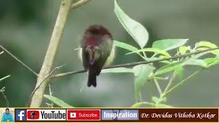 Sunbird Bird Class: Aves | Order: Passeriformes | Family: Nectariniidae Class:&nbsp;Aves #birdsofgoa