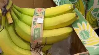 Shopper at Costco stumbles upon a banana spider resting on bananas || WooGlobe