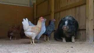 Georgia leaders ask for a change in the global definition of poultry that can hinder exports