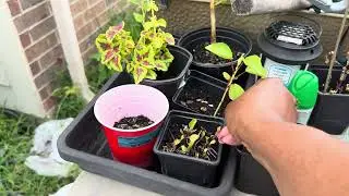 &ldquo;Ginger Gardening Made Easy | Planting + Harvesting in My Garden&rdquo;