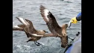 Loch Erisort Summer Visitors - The Great Skuas