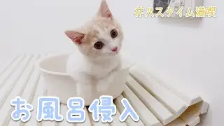 お風呂に侵入してきちゃった子猫が可愛すぎました【マンチカン】
