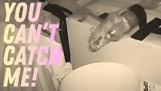 Hip-Hop Rat is TOO SMART for the Trap!