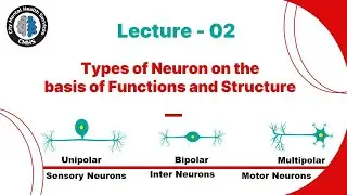 Types of Neuron on the basis of Functions and Structure | Lecture -02