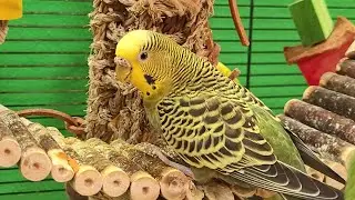 Video for cats to watch | Jolly budgie sounds for pets | Play this video on loop while away