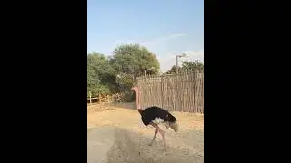 #ostrich #tall #beautifulnature #uae #dubai #song #music #safari #animals #rare #birds #naturelovers