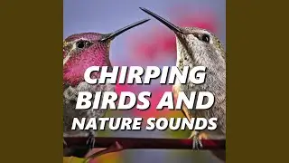 Alluring Bird Sounds