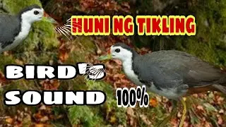 EP 1 huni ng tikling / gamit pang hunt / dexters tv hunter