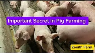 Этот секрет спасет вас от потери инвестиций в фермерское хозяйство