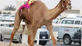 شيلة بيضان اداء عبدالرحمن النجم