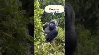 GorillaSeries#ExploreEverything#FunnyGorilla#GorillaMood#DreamAnimalWorld#VillageBeats#JungleGroove