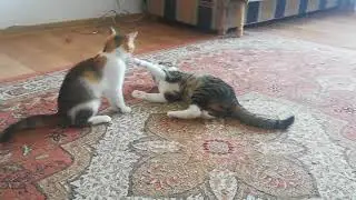 Felix and Aria playing