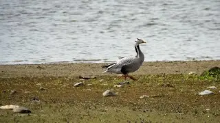 Indische Gans