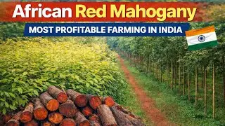  Red Mahogany Plants 🌱 | 1 पेड़ लाखों का मुनाफा | Most Profitable Tree Farming in India