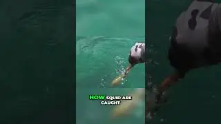 Squid Rings: From Ocean to Plate - The Hidden Journey