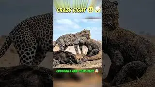 Crocodile vs Tiger: The Ultimate Apex Predator Showdown! 🤯 #Shorts #foryou #explore #fighter