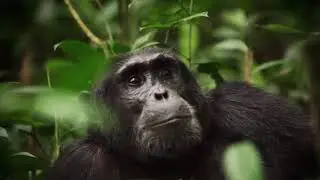 Birding through Uganda